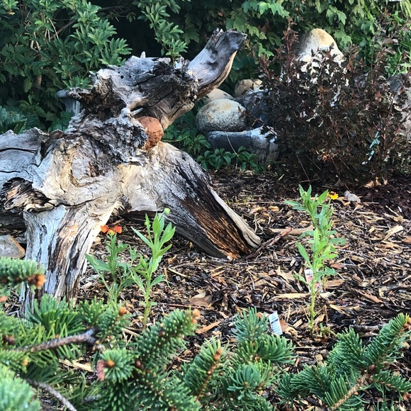 Meet your Posh Ambassador - Picture 8 of 9